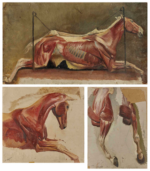 ALBERT LUGARDON - Three Studies of Skinned Horses - appleboutique-com