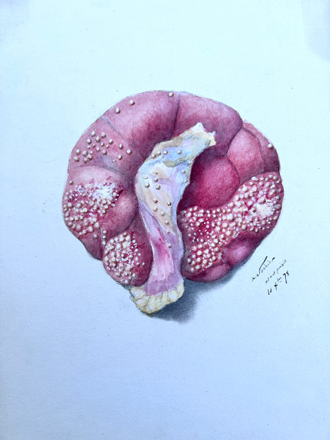 Anatomical Drawings