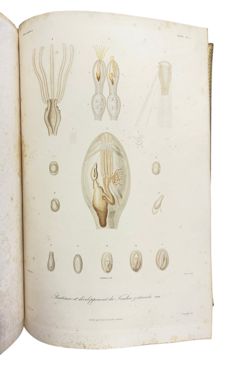 DEMIDOFF, Anatole - Voyage dans la Russie