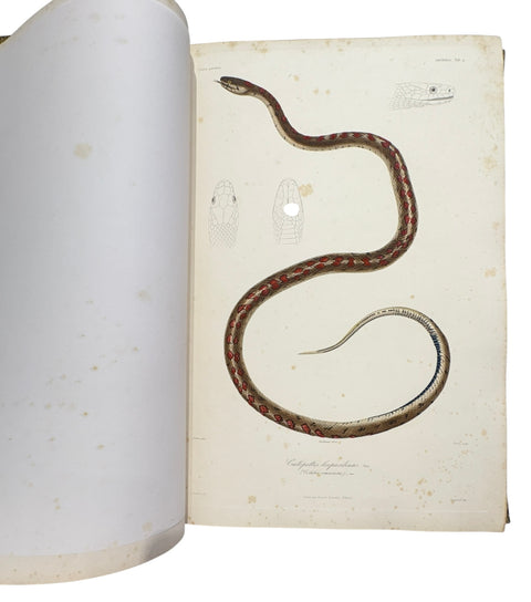 DEMIDOFF, Anatole - Voyage dans la Russie