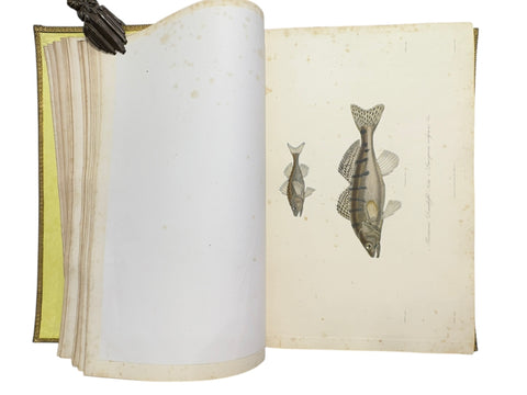 DEMIDOFF, Anatole - Voyage dans la Russie