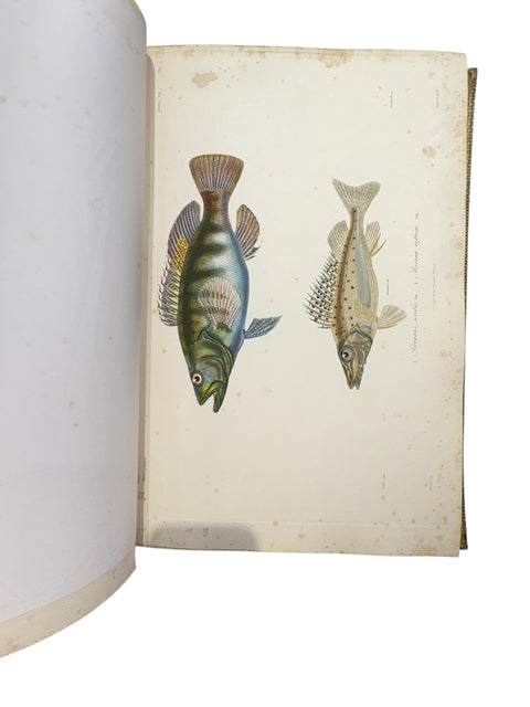 DEMIDOFF, Anatole - Voyage dans la Russie