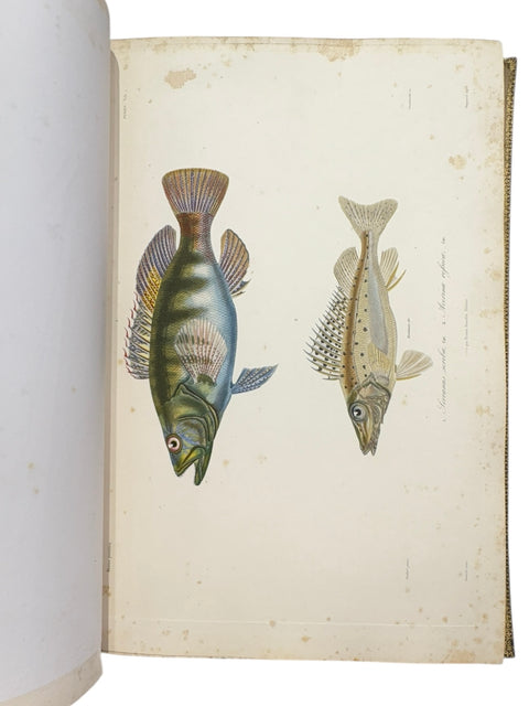 DEMIDOFF, Anatole - Voyage dans la Russie