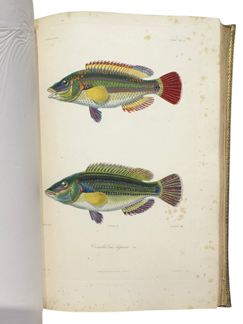 DEMIDOFF, Anatole - Voyage dans la Russie