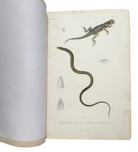 DEMIDOFF, Anatole - Voyage dans la Russie