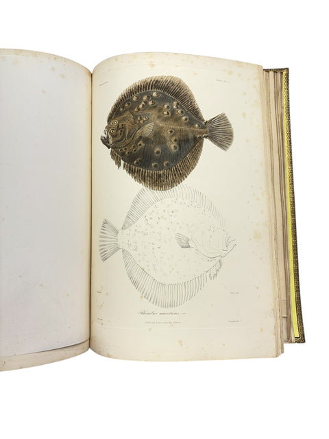 DEMIDOFF, Anatole - Voyage dans la Russie