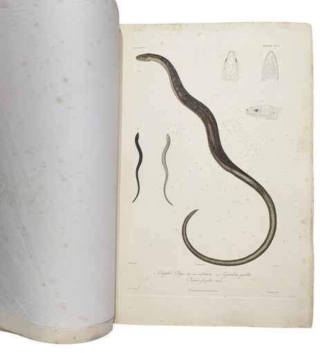 DEMIDOFF, Anatole - Voyage dans la Russie