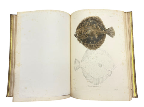 DEMIDOFF, Anatole - Voyage dans la Russie