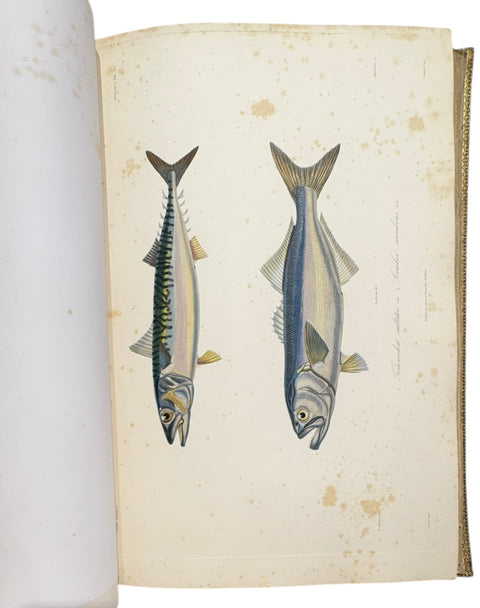 DEMIDOFF, Anatole - Voyage dans la Russie