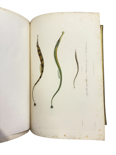 DEMIDOFF, Anatole - Voyage dans la Russie