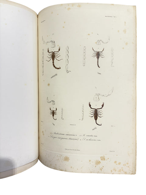 DEMIDOFF, Anatole - Voyage dans la Russie