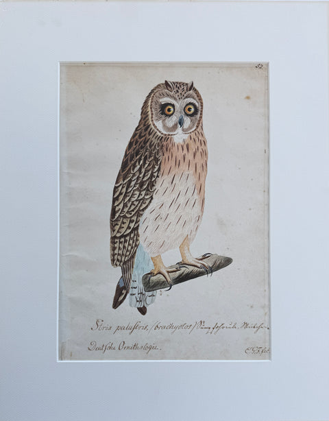 Susemihl's Teutsche Ornithologie - Short-eared Owl