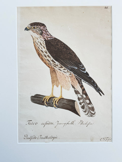Susemihl's Teutsche Ornithologie - Falcon Merlin