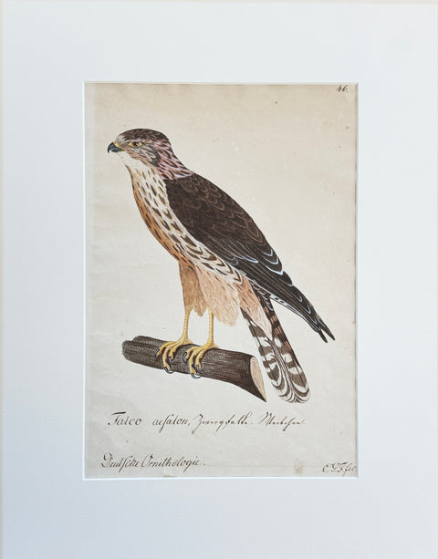 Susemihl's Teutsche Ornithologie - Falcon Merlin