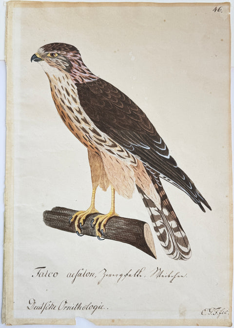 Susemihl's Teutsche Ornithologie - Falcon Merlin