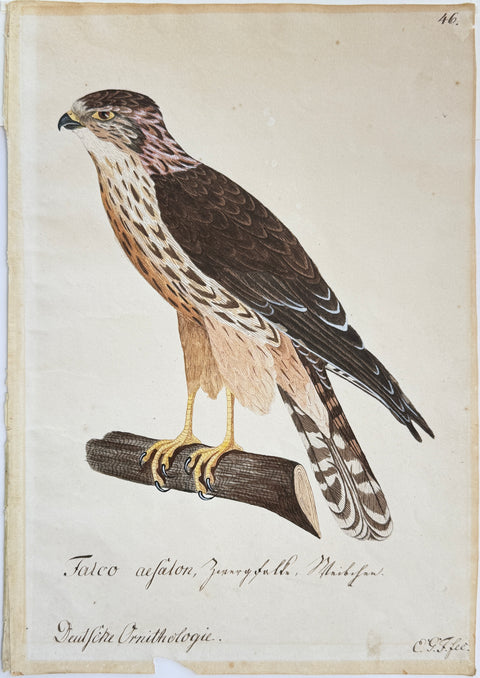 Susemihl's Teutsche Ornithologie - Falcon Merlin