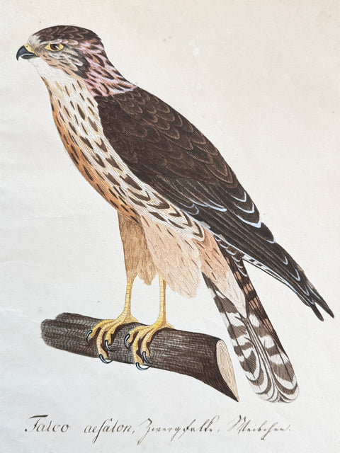Susemihl's Teutsche Ornithologie - Falcon Merlin