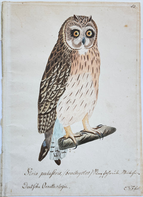 Susemihl's Teutsche Ornithologie - Short-eared Owl