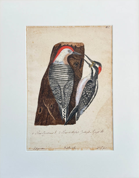 Mark CATESBY - Red Bellied Woodpecker and  Hairy Woodpecker