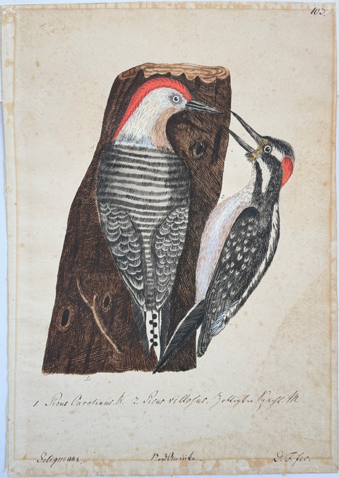 Mark CATESBY - Red Bellied Woodpecker and  Hairy Woodpecker