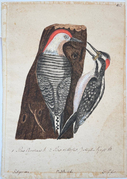 Mark CATESBY - Red Bellied Woodpecker and  Hairy Woodpecker