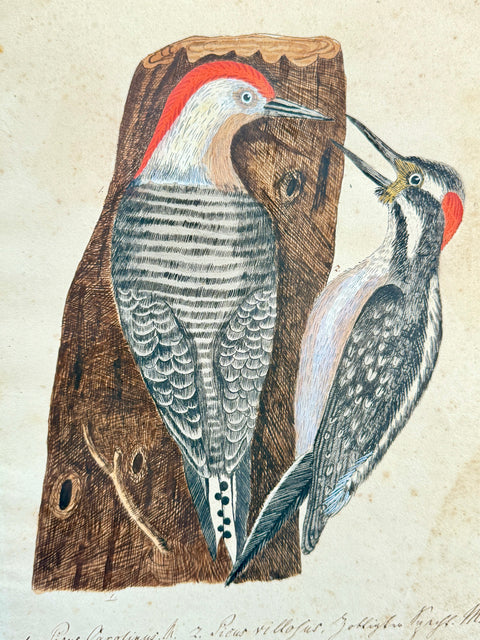 Mark CATESBY - Red Bellied Woodpecker and  Hairy Woodpecker