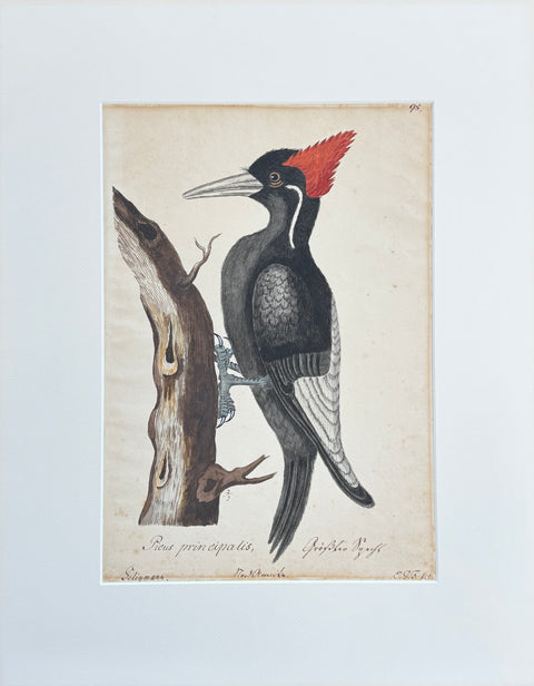 Mark Catesby's natural history - Ivory-billed Woodpecker