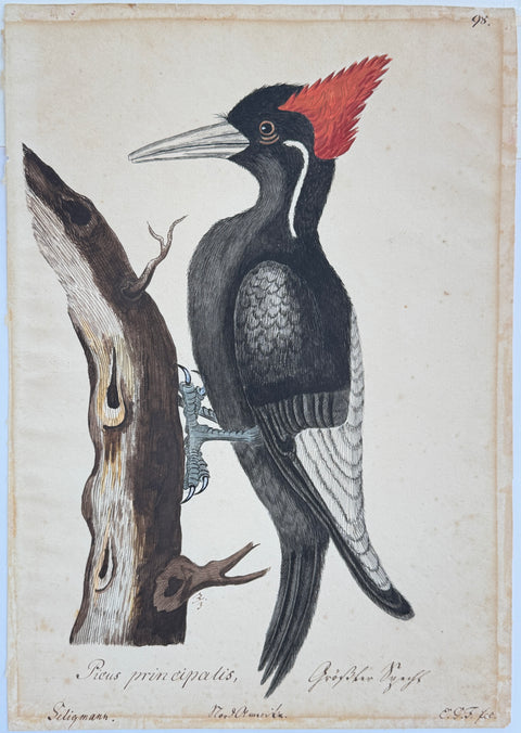 Mark Catesby's natural history - Ivory-billed Woodpecker