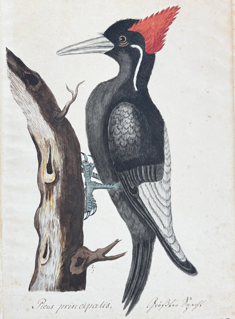 Mark Catesby's natural history - Ivory-billed Woodpecker