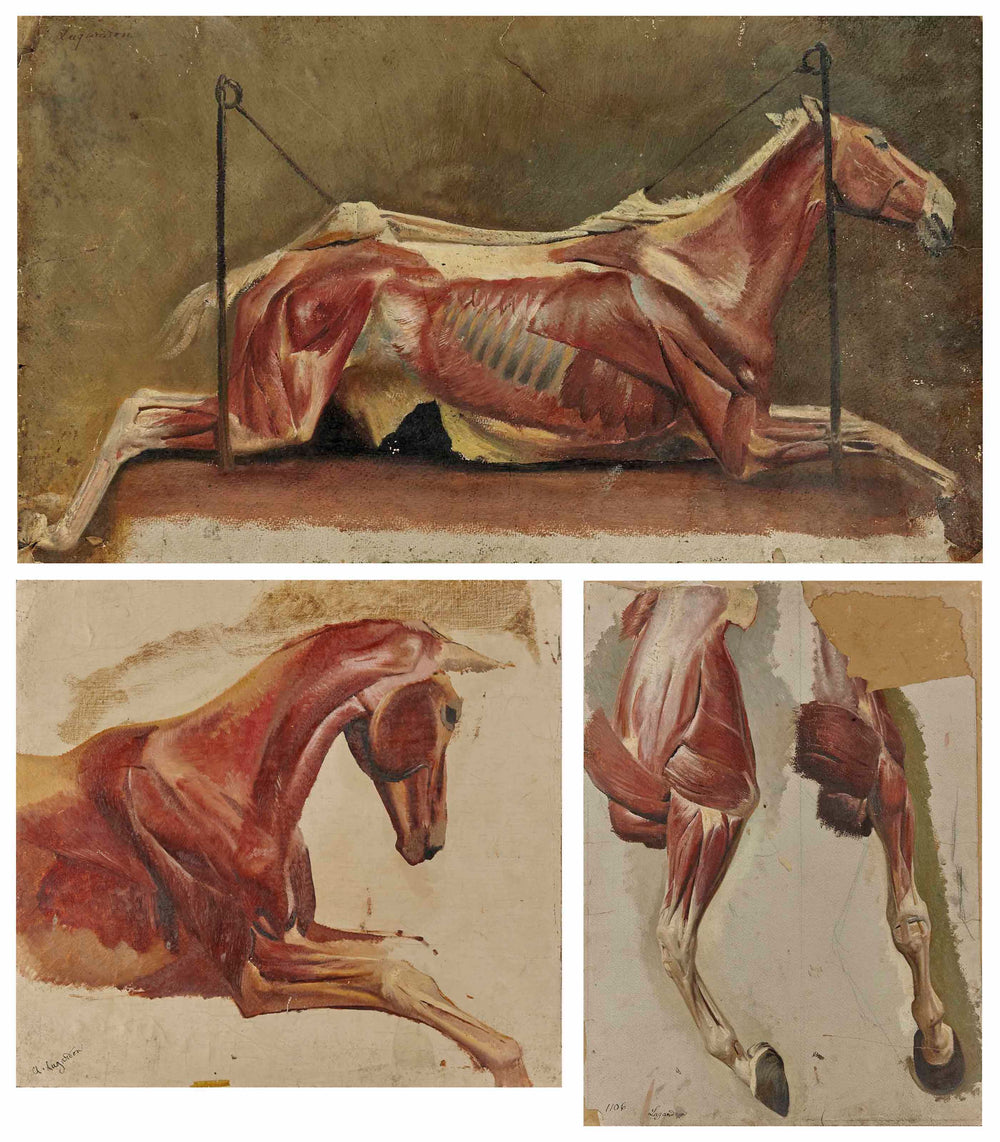 ALBERT LUGARDON - Three Studies of Skinned Horses - appleboutique-com
